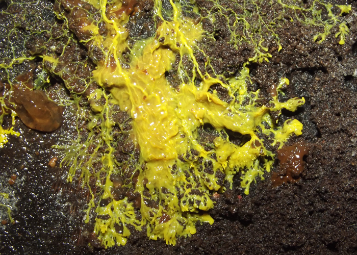 Physarum sp